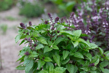 Genovese basil plant in a 4 inch pot, Hatchfields Farm