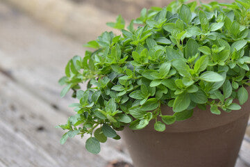 Greek oregano plant in a 4 inch pot, Hatchfields Farm