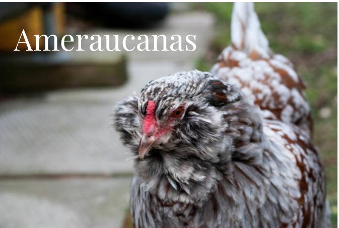 Ameraucana Hens
