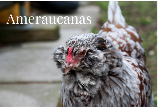 Ameraucana Hens