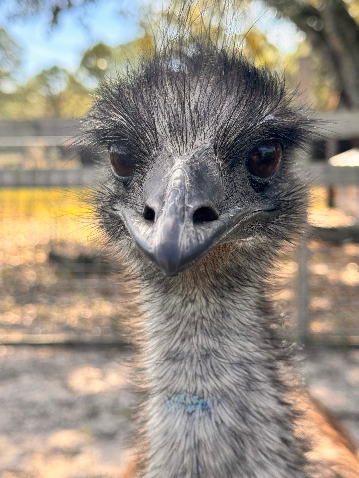 Hatchfields emu egg, naturally deep emerald green
