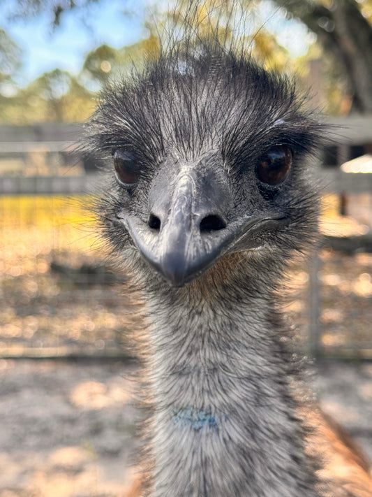 Hatchfields emu egg, naturally deep emerald green