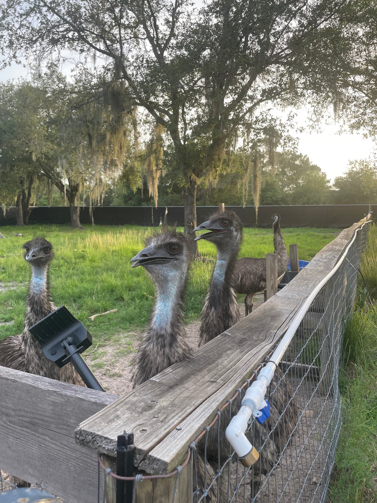Seasonal emu eggs from Hatchfields