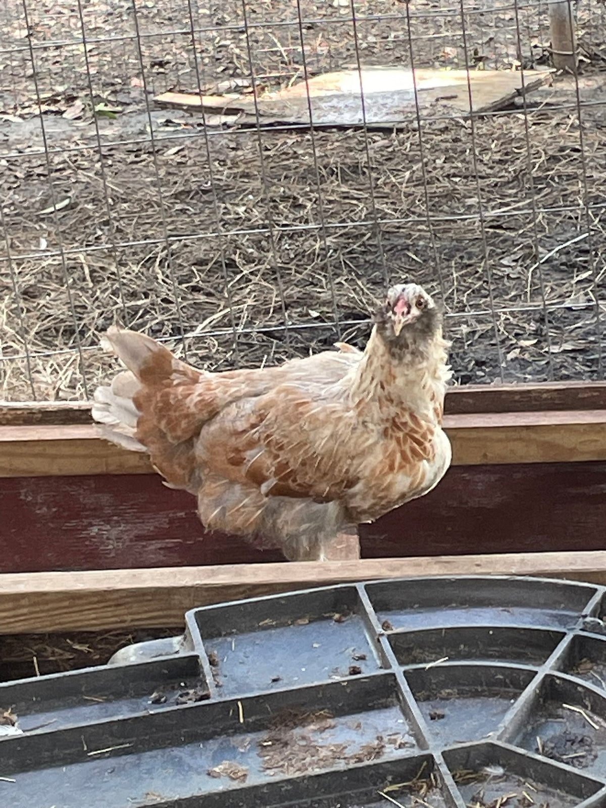 Ameraucana Trio Hens and Rooster