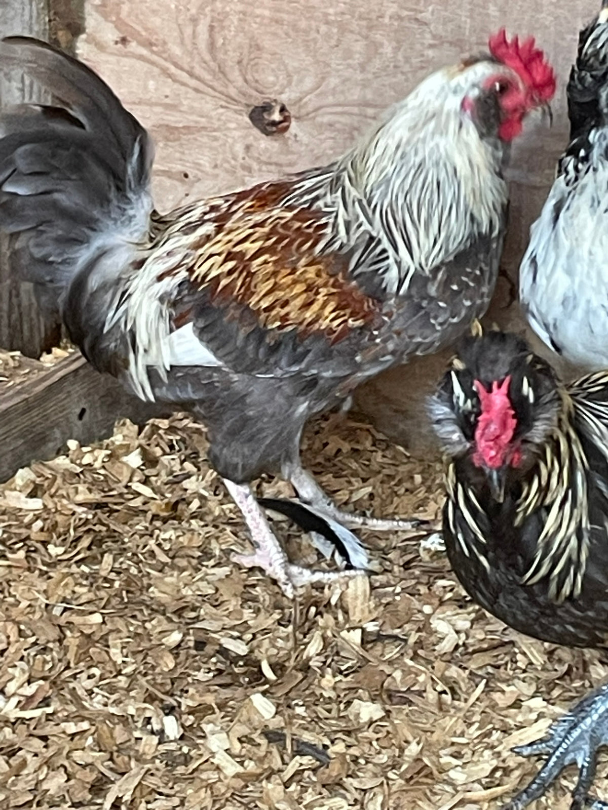 Ameraucana Trio Hens and Rooster