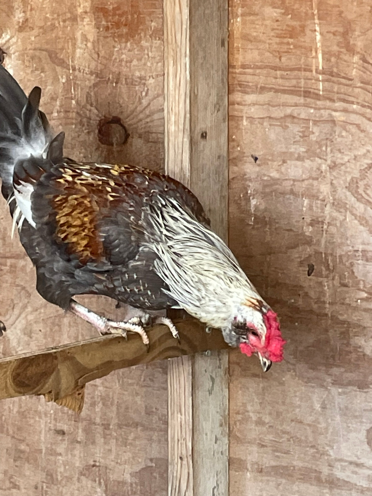 Ameraucana Trio Hens and Rooster