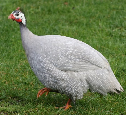 Guinea Adults