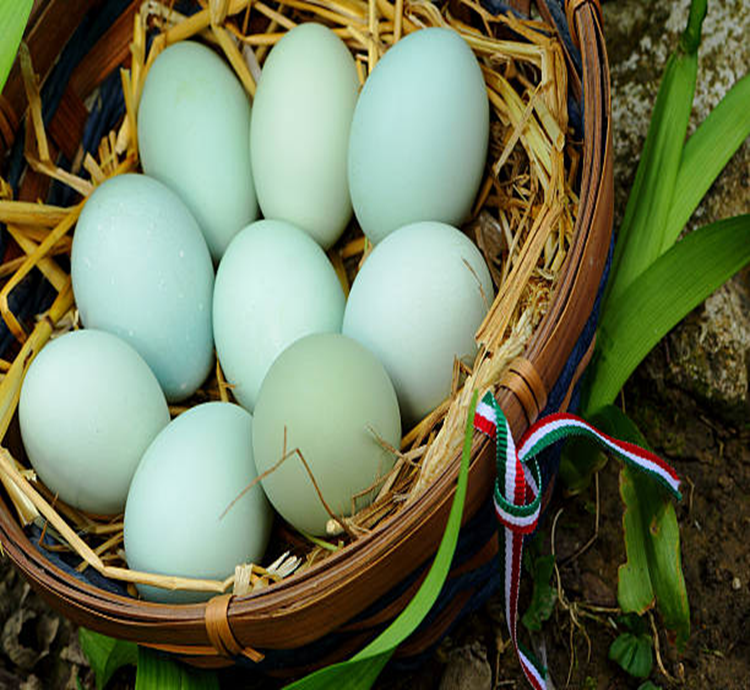 Ameraucana Fertile Eggs