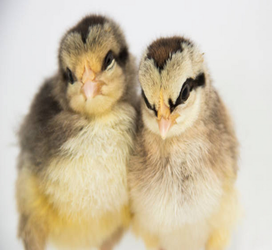 Ameraucana Chicks