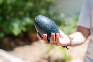Emu egg held in hand