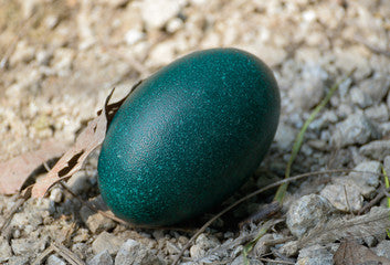 Single green emu egg on gravel