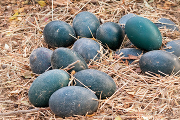 Green emu eggs in straw