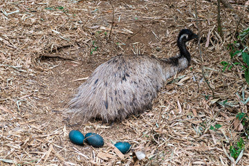 Emu sitting on its nest next to green eggs
