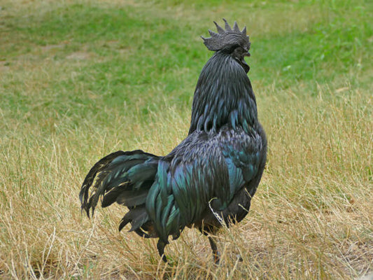 Ayam Cemani Adults Fall Reservation