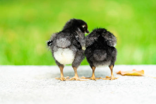 French Maran Chicks