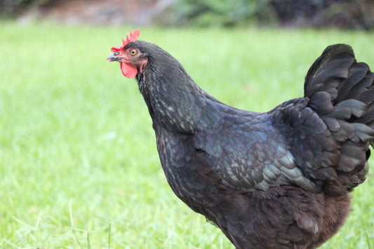 French Maran Hens