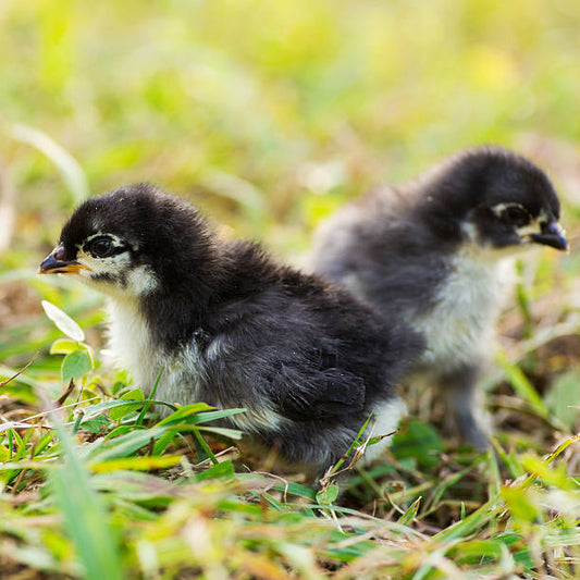 French Maran Chicks