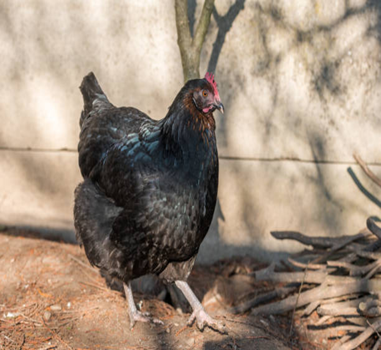 Black Copper Maran hens from Hatchfields Farm