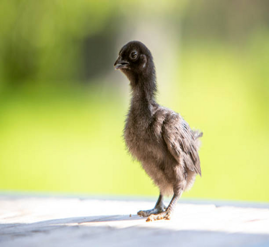 Ayam Cemani Chicks