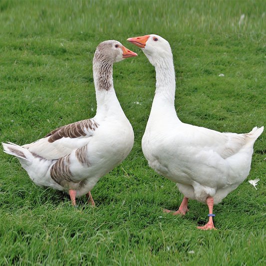 🦢Embden Goslings